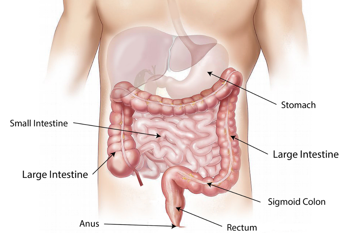 Deep UV Raman spectroscopy and machine learning analysis to fight bowel cancer.